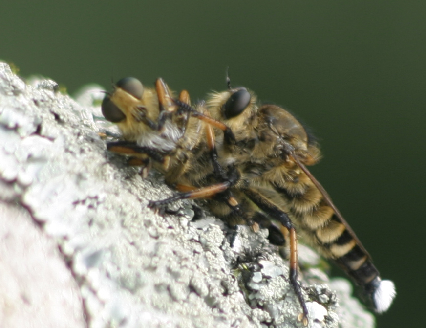 蜂のレスキュー