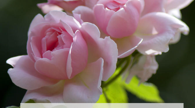 Tuka3desuTVはEishya-Jinに統合いたします。