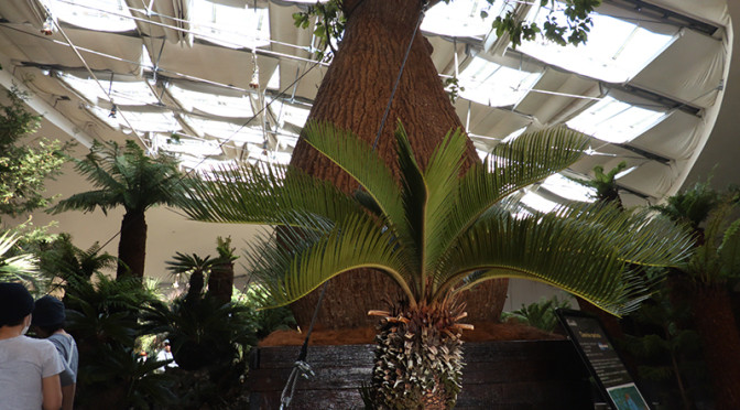 映写人新コーナー（ZIDORIYAROU)を前倒しで始めます。