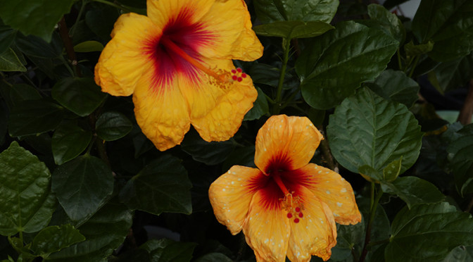 随分サボっちゃいました。