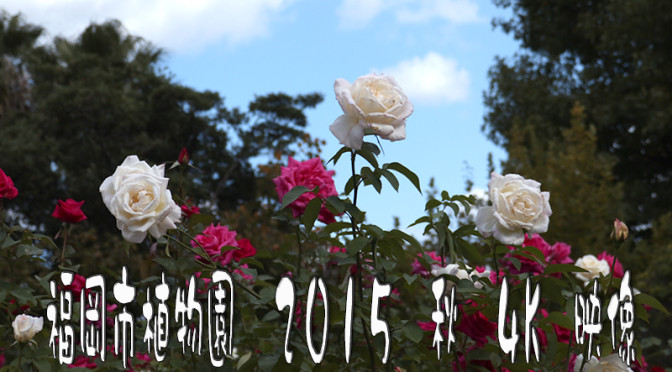 久しぶりに福岡市植物園にバラの花の写真と映像を撮りに行ってきました。