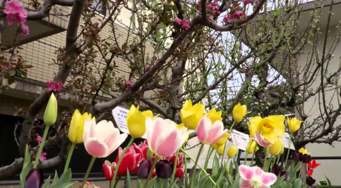 映写人オリジナル動画「はるのひ」をYouTubeへUPしました。