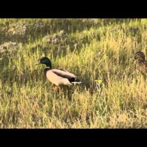 1/4スピード映像　不思議な感覚　Canon XC10+Beholder DS1 をUPしました。