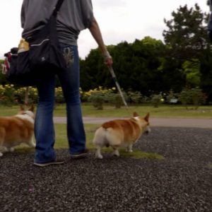 バラまつりの映像をDaVinci Resolve 12.5で編集しました。