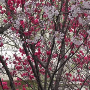 Panasonic HC-WX990M　マニュアルフォーカステスト