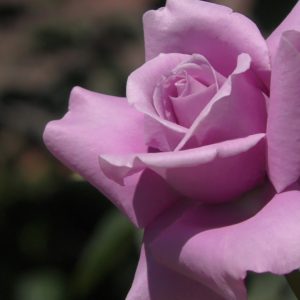 福岡市動植物園へ行ってきました。