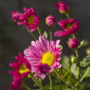庭に咲いた菊の花をBmpcc4kで撮影してみました。