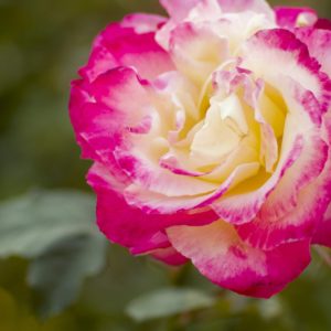 Ｂmpcc4Kを使って動物や植物を撮影してみた。