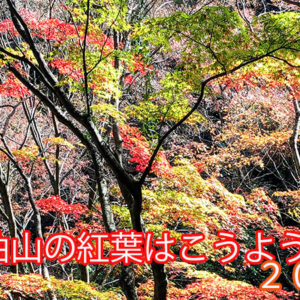 BMPCC4Kで紅葉を撮影してみました。