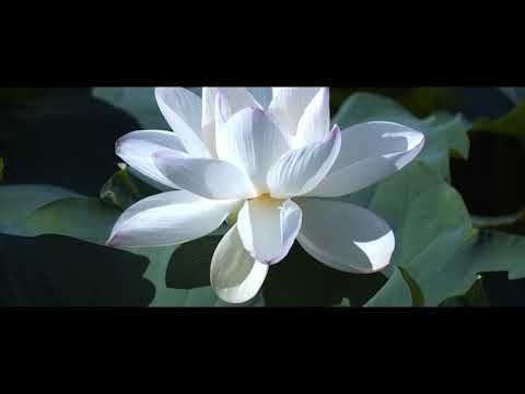 BMPCC4K+Tamron500mmF8レフレックスレンズで蓮を撮ってきました。